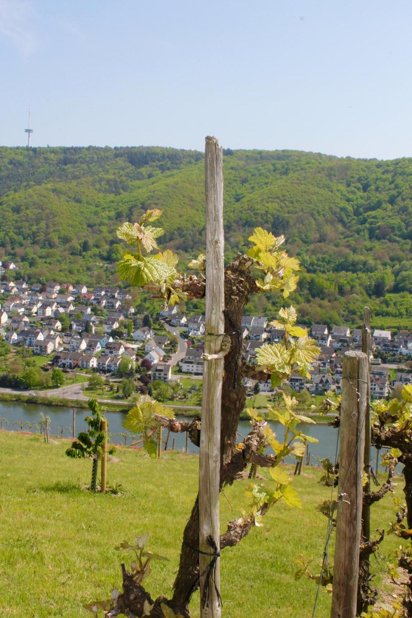 Ferienwohnung Auf Der Moselhoehe - Naehe Koblenz Und Cochem Dieblich Esterno foto